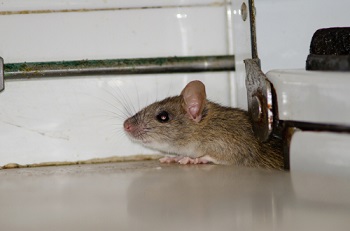 muis in huis